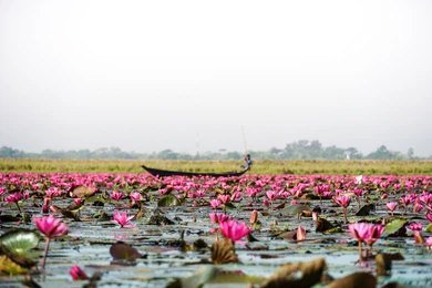 Beanibazar – A Serene Corner of Sylhet 🌿🏞️