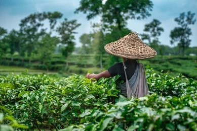 Sreemangal – The Tea Capital of Bangladesh 🍃☕